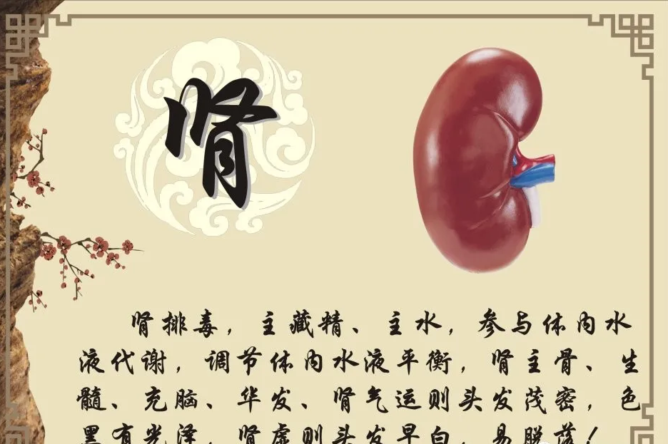 yin龙强肾术 pdf